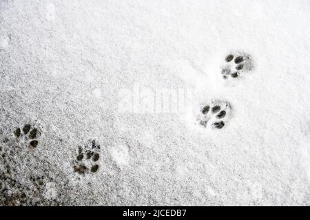 Katzenpfote druckt im Schnee Stockfoto