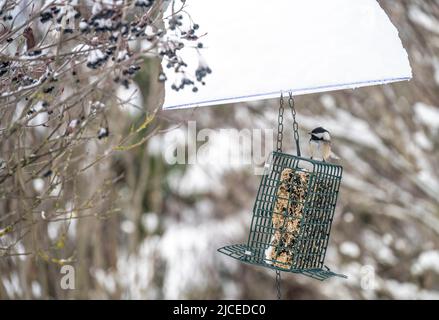 An einem verschneiten Tag wird der Vogelkäfer auf einem Korb mit einem Samenkuchen befüttert Stockfoto