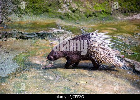 Das malaiische Stachelschwein (Hystrix brachyura) ist eine Nagetierart aus der Familie der Hystricidae. Es ist ein großes und kräftiger Nagetier Stockfoto