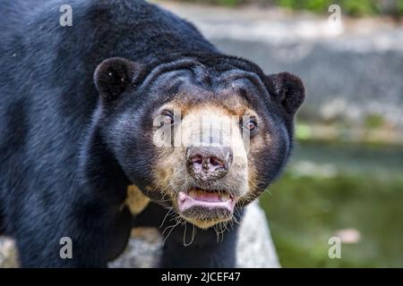 Der Sonnenbär ist eine Art, die in den Lebensräumen des tropischen Waldes in Südostasien vorkommt. Sein Fell ist meist tiefschwarz, kurz. Stockfoto