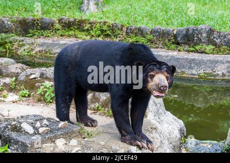 Der Sonnenbär ist eine Art, die in den Lebensräumen des tropischen Waldes in Südostasien vorkommt. Sein Fell ist meist tiefschwarz, kurz. Stockfoto