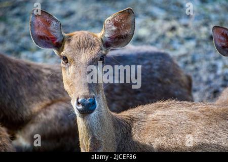 Das Weibchen Javan Rusa (Rusa timorensis) ist ein Hirsch, der in Indonesien und Osttimor beheimatet ist. Eingeführte Populationen gibt es in einer Vielzahl von Orten Stockfoto