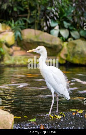 Der Kuhreiher (Bubulcus ibis) steht im Koi-Teich. Es handelt sich um eine kosmopolitische Reiherart, die in den Tropen, Subtropen und warm-gemäßigten Regionen gefunden wird Stockfoto