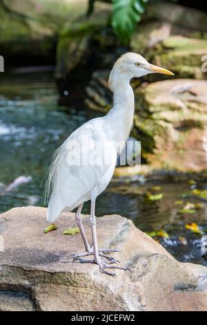 Der Kuhreiher (Bubulcus ibis) steht im Koi-Teich. Es handelt sich um eine kosmopolitische Reiherart, die in den Tropen, Subtropen und warm-gemäßigten Regionen gefunden wird Stockfoto