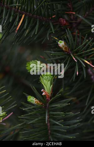 Fichtenspitzen, neues Wachstum auf einer Fichte, können als Lebensmittelaroma verwendet werden. Stockfoto