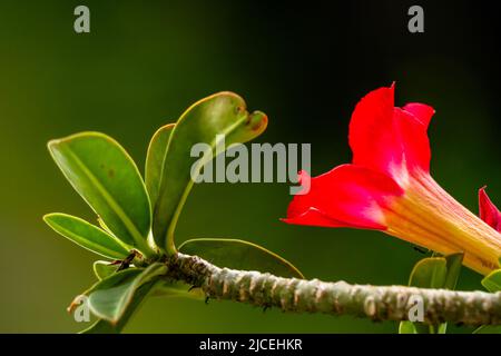 Eine rote adenium-Blume, verschwommener grüner Laubhintergrund, grüne Blätter und Stängel, Wüstenpflanze Stockfoto