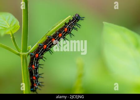 Caterpillar genannt Dorn Raupe, die eine Farbkombination von schwarzen und auffallenden roten Kreisen hat, auf der Nahrungssuche auf chinesischen violetten Pflanzen Stockfoto