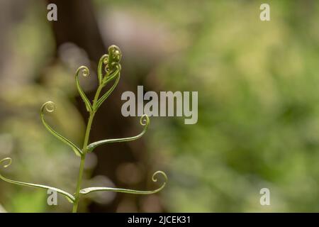 Die Spitze des Farnblattes, das eine einzigartige Form hat, ist grün, hinter den Blättern gibt es Sporen zu züchten Stockfoto