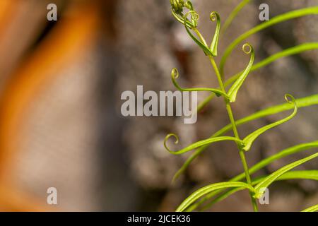 Die Spitze des Farnblattes, das eine einzigartige Form hat, ist grün, hinter den Blättern gibt es Sporen zu züchten Stockfoto