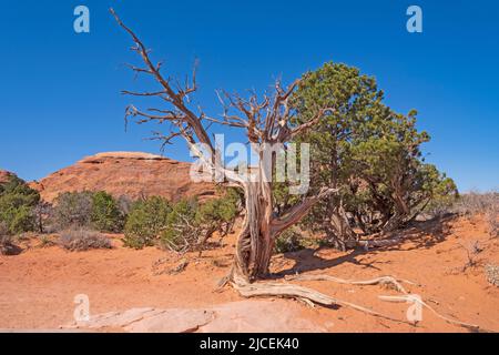 Wüstenleben und Tod im Arches National Park in Utah Stockfoto