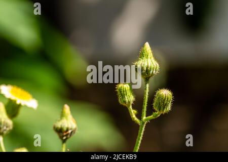 Die Knospen sind grün und werden, wenn sie sich öffnen, gelb und schließlich weiß, normalerweise gekocht Stockfoto