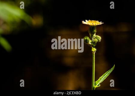 Die Knospen sind grün und werden, wenn sie sich öffnen, gelb und schließlich weiß, normalerweise gekocht Stockfoto