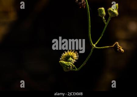 Die Knospen sind grün und werden, wenn sie sich öffnen, gelb und schließlich weiß, normalerweise gekocht Stockfoto