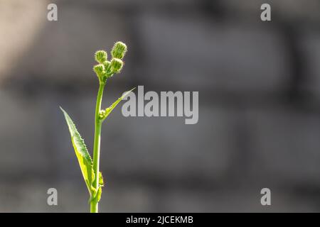 Die Knospen sind grün und werden, wenn sie sich öffnen, gelb und schließlich weiß, normalerweise gekocht Stockfoto