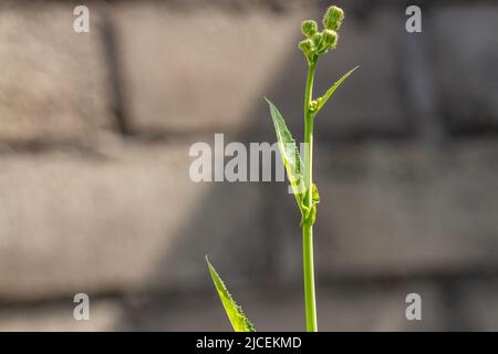 Die Knospen sind grün und werden, wenn sie sich öffnen, gelb und schließlich weiß, normalerweise gekocht Stockfoto