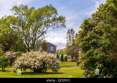Gartenlandschaft mit blühenden Hortensien in Newport, Rhode Island Stockfoto