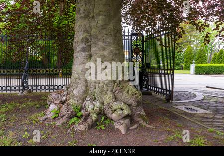 Wunderschöne Baumstämme mit freiliegenden Wurzeln auf der Straße der historischen Innenstadt von Newport, Rhode Island Stockfoto