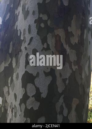 Tarnmuster der Platanen-Rinde aus nächster Nähe Stockfoto