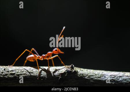 Nahaufnahme der roten Ameise. Stockfoto