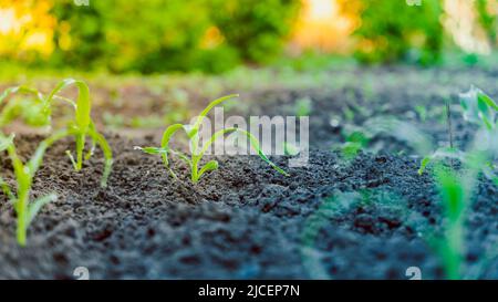 Abendstrahlen der Sonne auf einem Bett mit wachsendem jungen Mais. Gartenbett mit jungen Maiskeimen, Beleuchtung bei Sonnenuntergang Stockfoto