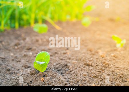 Junge Blätter von Weißkohlkeimlingen aus der Nähe im Boden im Gartenbeet. Grünkohlblätter bei Sonnenuntergang mit verschwommenem Hintergrund Stockfoto