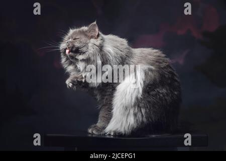 Ziemlich grauer Rauch Ragamuffin Katze mit seiner Zunge aus und Pfote nach oben, vor einem gemalten Hintergrund. Stockfoto