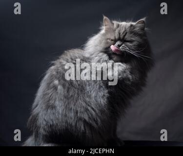 Lustige graue persische Ragamuffin Katze sitzt und leckt seine Lippen. Stockfoto