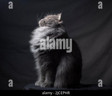 Schöne flauschige graue persische Ragamuffin Katze sitzt im Profil und schaut nach oben. Stockfoto