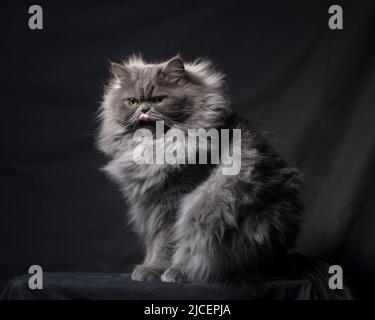 Schöne flauschige grau persischen Ragamuffin Katze leckt seine Nase.. Stockfoto