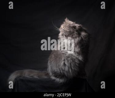 Schöne, flauschige, graue perserragamuffin-Katze, die mit dem Rücken zur Kamera saß, sich drehte und über seine Schulter blickte. Stockfoto