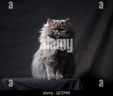 Schöne flauschige graue persische Ragamuffin Katze im Studio posiert. Stockfoto