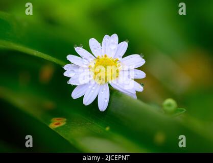 Die einzige Gänseblümchen-Blume mit Wassertröpfchen ist sehr schön. Heben Sie sich auf einem verschwommenen grünen Hintergrund. Einzelne Blume in der Natur das Bild sieht frisch und Stockfoto