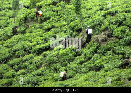 Mitarbeiter, die in Rancabali bei Ciwidey in Bandung, West Java, Indonesien, Pestizide auf Teepflanzen sprühen. Stockfoto