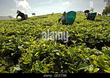 Teepflücker arbeiten auf der Malabar-Teeplantage in Pangalengan (Pengalengan), Bandung, West-Java, Indonesien. Stockfoto