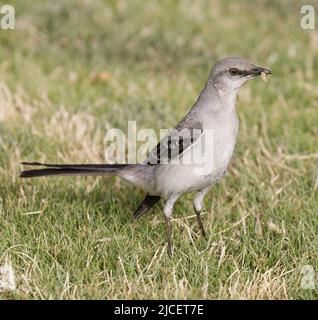 Nördlicher Mockingbird fing Wurm. Shoreline Lake and Park, Santa Clara County, Kalifornien, USA. Stockfoto