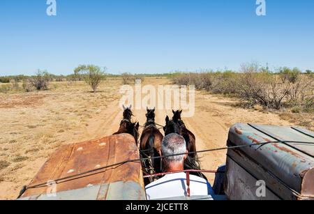 Touristen reiten in einem Cobb & Co-Bus, der von fünf Pferden gezogen wird, einer beliebten Touristenattraktion von Kinnon and Co, Longreach, Queensland, QLD, Australien Stockfoto