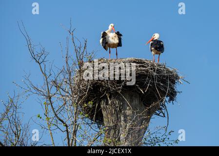 Ein Storchenpaar (Ciconia ciconia) in einem Nest an einem sonnigen Apriltag. Weißrussland Stockfoto