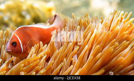 Wunderbare und schöne Unterwasserwelt mit Korallen und tropischen Fischen Stockfoto