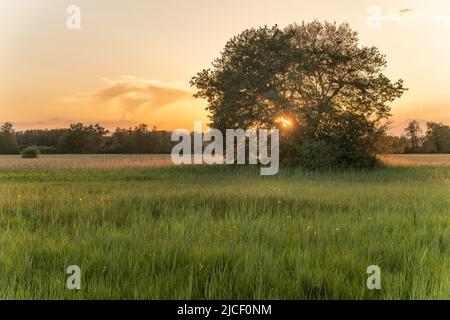 Sonnenuntergang mit Sonne, die durch einen großen Eichenwald auf einer Wiese geht. Elsass, Frankreich. Stockfoto