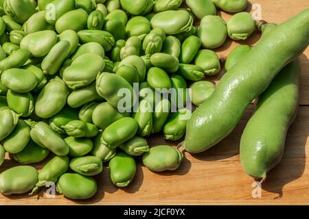Sowohl breite Bohnenschoten als auch geschälte Samen. Gesunde Bio-grüne rohe Saubohnen. Stockfoto