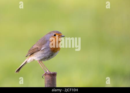 Robin [ Erithacus rubecula ] auf Metallpfosten mit unscharf grünem Hintergrund Stockfoto