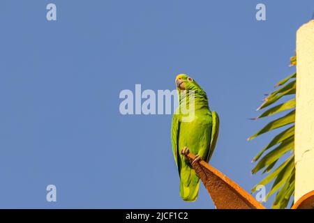 Gelb gekrönter Papagei, der auf einer roten Dachziegel vor tiefblauem Himmel sitzt Stockfoto