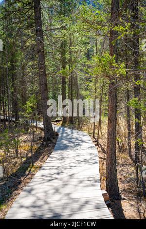 Holzboden durch einen Sumpf umgeben von Bergen, neben einem Geysir-See in der Altai-Republik, Russland Stockfoto