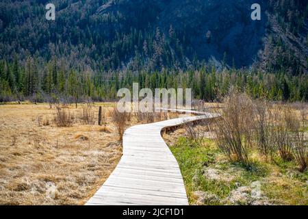 Holzboden durch einen Sumpf umgeben von Bergen, neben einem Geysir-See in der Altai-Republik, Russland Stockfoto