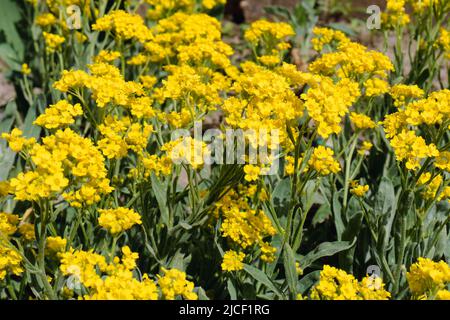 Frühling natürlicher Hintergrund. Leuchtend gelbe Alyssum-Blüten im Garten an sonnigen Tagen Stockfoto