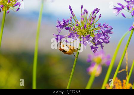 Lebendiges Foto eines östlichen Spinnbills (Acanthorhynchus tenuirostris), der sich von einer Agapanthus-Blüte ernährt Stockfoto