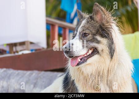 Alert Husky Hund nass und mit Sand bedeckt in Koh Phangan, Thailand. PET-Porträt mit Zunge Stockfoto