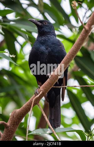 Afrikanischer Rotflügelstar, Onychognathus morio Stockfoto