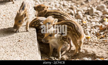 Ein Haufen Wildschwein Ferkel. Mit charakteristischen Streifen im Fell. Stockfoto