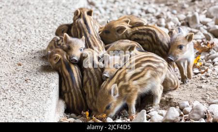 Ein Haufen Wildschwein Ferkel. Zusammengekauert, um warm zu bleiben. Mit charakteristischen Streifen im Fell. Stockfoto